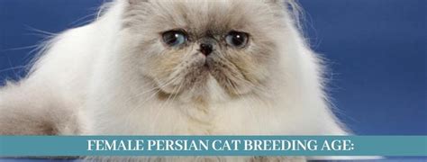 Best 10 Ways, How to Breed Persian Cat - Zoological World