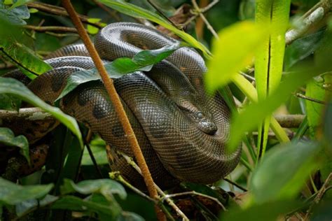 Green Anaconda Facts | Snake Information