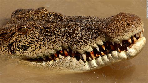 Australian MP: "human stupidity" caused croc attack - CNN