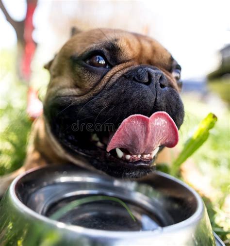 Dog Drinking Water from a Bowl Outdoors Stock Photo - Image of outdoor ...