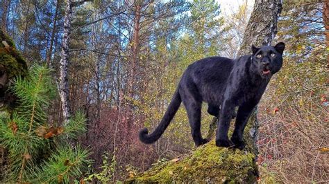 Panther Luna is a fan of climbing higher 😈 - YouTube