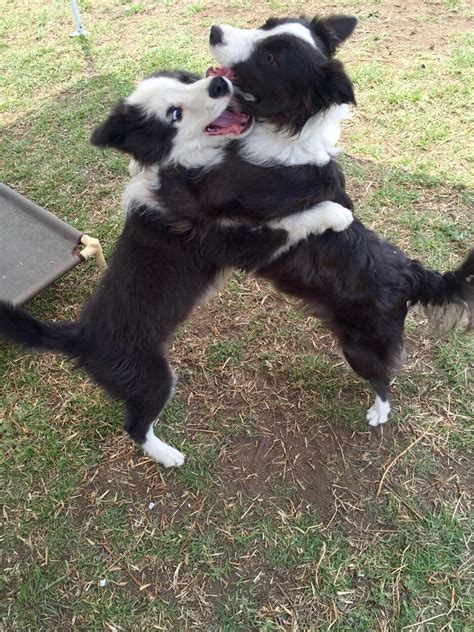 Blue border collies puppy's | Collie puppies, Border collie, Collie dog