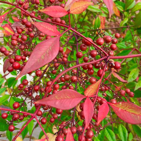 Nandina domestica, nandina, heavenly bamboo, sacred bamboo, plant with ...