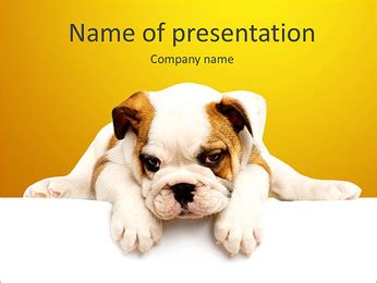 Bulldog Puppy PowerPoint Template, Backgrounds & Google Slides - ID ...