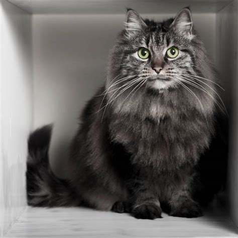 4,600+ Grey Persian Cat Stock Photos, Pictures & Royalty-Free Images - iStock