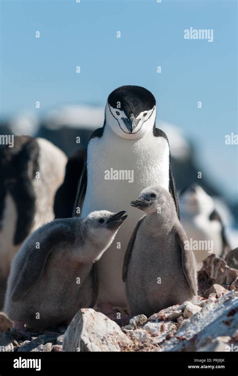 Chinstrap penguin breeding and nesting hi-res stock photography and ...