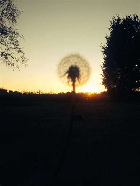 Dandelion Sunset | Sunrise sunset, Sunrise, Sunset