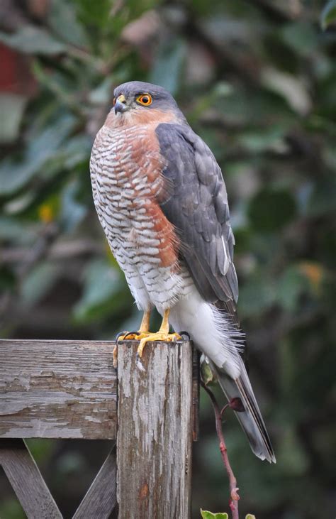 Species of UK: Week 53: Sparrowhawk ('Accipiter nisus')