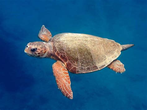 Caretta caretta (Linnaeus, 1758) , Natura Mediterraneo | Forum Naturalistico