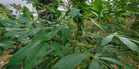 Plant Profile: Cassava (Manihot esculenta) - Cody Cove Farm & Nursery