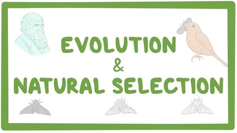 Evolution and natural selection: Video, Causes, & Meaning | Osmosis