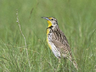 Oregon State Bird | State birds, Oregon, Oregon state