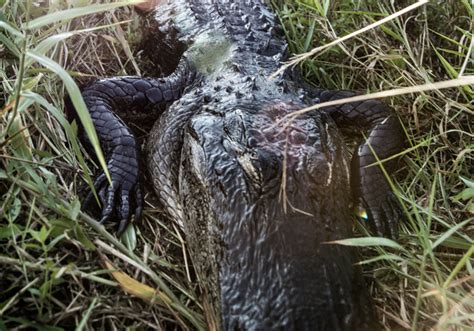 Gator Hunting - OYFD