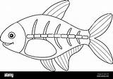 X ray Fish Animal Coloring Page For Kids Stock Vector Image & Art  Alamy sketch template