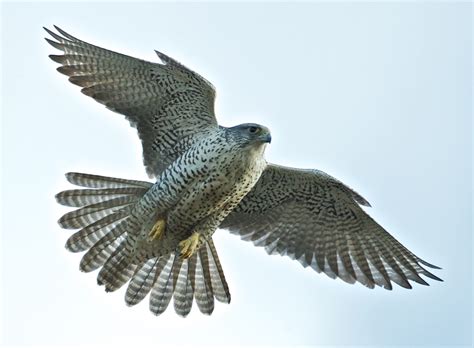 The Majestic Gyrfalcon | BirdNote