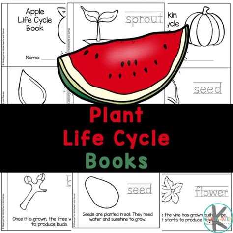 Life Cycle Of A Plant For Kids