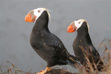 What’s the Difference? Penguin vs. Puffin | National Marine Sanctuary ...