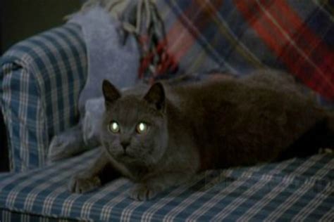 Resurrecting Pet Sematary - Horror Movie - Horror Homeroom