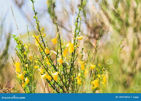 Common Gorse at Lake Mistletoe in Southland, South Island, New Zealand Stock Photo - Image of ...