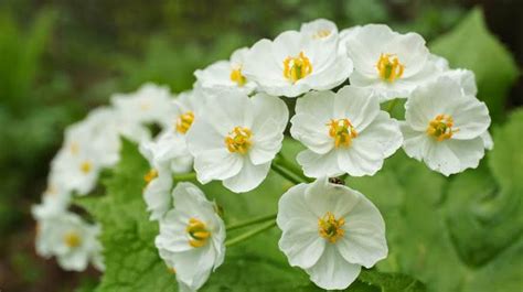 Flor esqueleto o flor de cristal: ¡qué gran metamorfosis! | Plantas