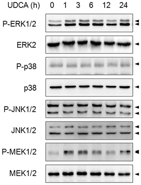 Pro-apoptotic role of the MEK/ERK pathway in ursodeoxycholic acid-induced apoptosis in SNU601 ...