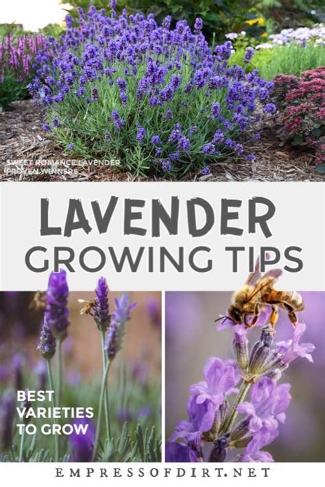 How to grow lavender like a pro in cold climates – Artofit