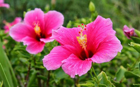 🔥 Download Tag Pink Hibiscus Flower Wallpaper Background Photos Image And by @billys | Hibiscus ...