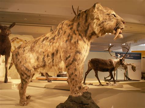 File:Smilodon Populator1.JPG - Wikimedia Commons