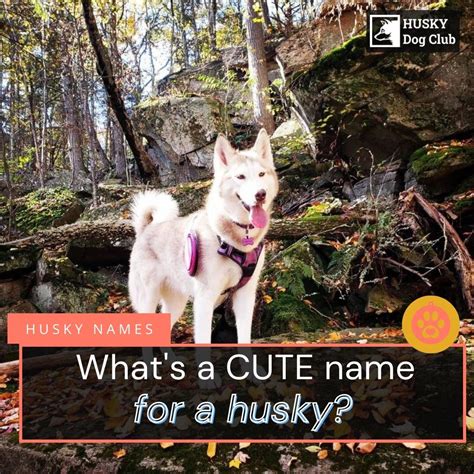 Cute Husky Names In 2023 | Husky Dog Club