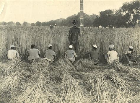 Lot - Antique Photo Agriculture in India