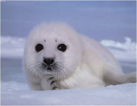 Cooling Off With Cute Arctic Animals | Cuteness Overflow