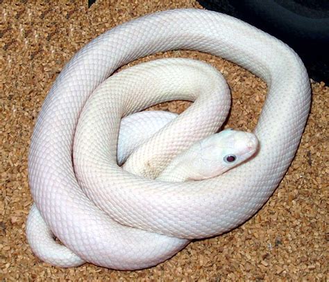 kingsnake.com photo gallery > Rat Snakes > Leucistic Texas Rat Snake...