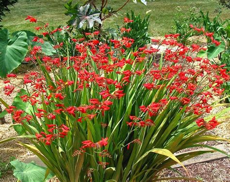 Crocosmias: Plant Care and Collection of Varieties - Garden.org