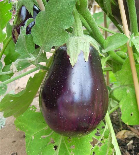 A Table For Rue, Please: Eggplant Casserole or Red, White, and Blue/Black Casserole