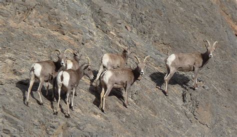 Studying bighorn sheep at Death Valley National Park | Pahrump Valley Times