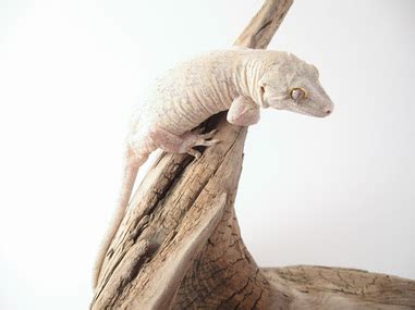 Gargolye Gecko - BambooZoo