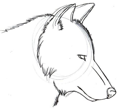 Wolf Drawings For Beginners