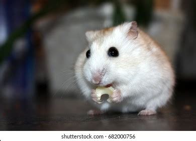 513 Hamster Eat Cheese Images, Stock Photos & Vectors | Shutterstock