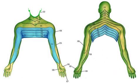 Dermatomes C5 C6 C7