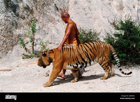 Tiger Temple / Kanchanaburi Stock Photo - Alamy