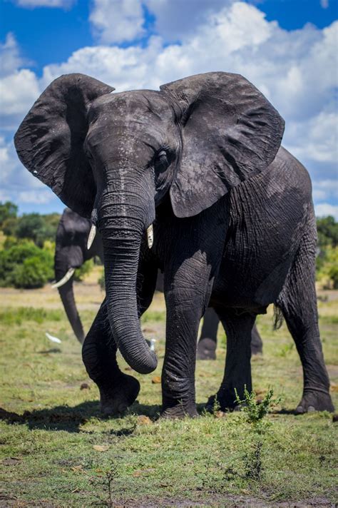 Elephant Skin | Smithsonian Photo Contest | Smithsonian Magazine