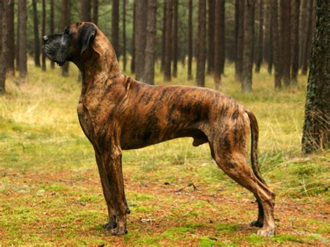 The Largest Dogs In The World with More Bite Than Bark