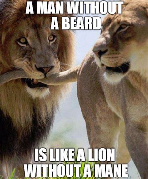 Top 60 Best Funny Beard Memes - Bearded Humor And Quotes | Lion love ...