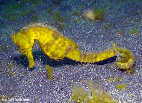 Hippocampus kuda, Lembeh Strait, Sulawesi, Indonesia