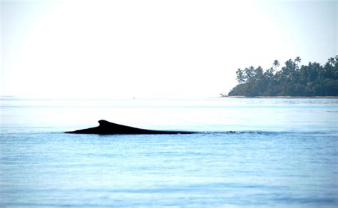 Whale Watching from Tongatapu - Tonga Time