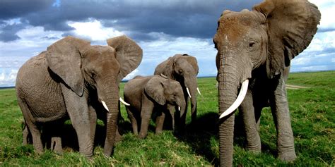 Download African Bush Elephant Animal Wallpaper