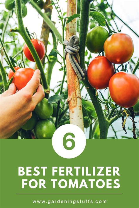 6 Best Fertilizer For Tomatoes | Tomato fertilizer, Tomato plant food ...