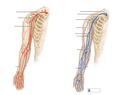 Arteries And Veins Of Arm Diagram Quizlet | sexiezpix Web Porn