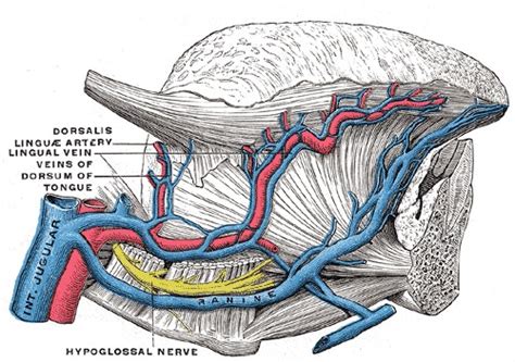 Anatomy, Head and Neck, Lingual Artery - StatPearls - NCBI Bookshelf