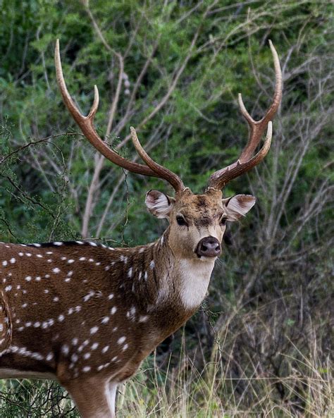 Axis Buck - 001 Photograph by Randy Stinson - Pixels